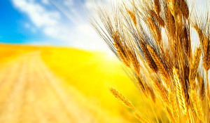 Golden-wheat-close-up