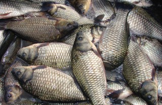 fish-2