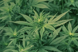 553755582b019_marihuana