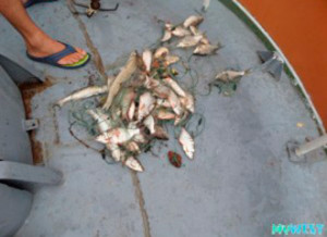 brakoneri_140742429375