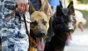 Ïîêàçàòåëüíûå âûñòóïëåíèÿ Öåíòðà êèíîëîãè÷åñêîé ñëóæáû (ÖÊÑ)