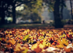 osen_listya_listopad_klen_park