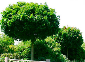 0Derevya-s-dekorativnoy-listvoy