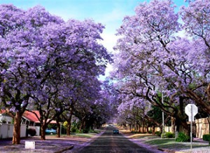 0b201111181753293084