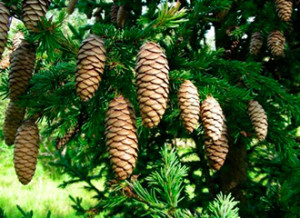 859ba6c0edec90bd7a90468535eb562b_500_0_0