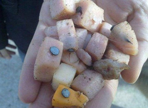 11828818_972306972812809_8080753615515344374_n