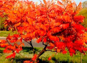 560a9a085c17e4fc7a6450782629daba