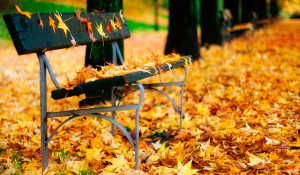 banco-lleno-de-hojas-de-otono-paisajes-de-parque-3852