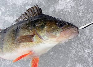 okun_na_zymovu_bleshnyu