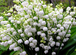 1429729155_vesna_kartinki-7