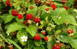 sunicya-lіsova-і-ii-lіkarskі-vlastivostі