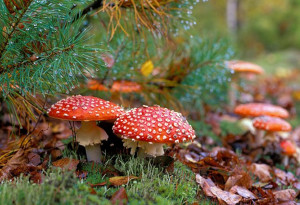 1385688337_mushroom-730x498-660x450