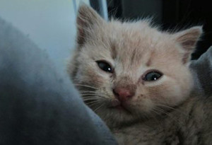 18739676_1125472884225325_7794659253938544494_n