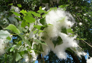 1_52553f924bfb752553f924c011