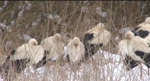 4266afbca29f5d860ecb1a9877c53f6a