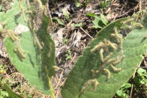 f88f8334a1f07d1801e185fe5ca1a791