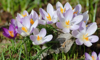 0967d26d80ce7c848976b5d562c7afa2