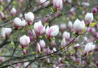 1493111128-9319-v-ukrainu-idet-poholodanie