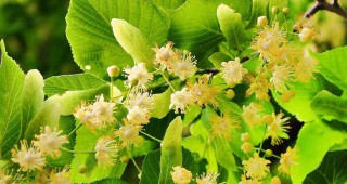 likuvannya-lipovim-tsvitom-1