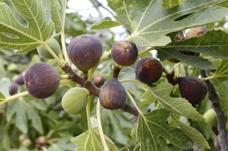 3aadbacadc7acd2f6b9caf20b23192c1