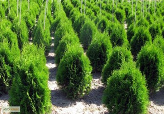 1cad7a9d4164fa1e14c958ff4992ab81_XL