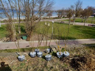 visadka-derev-u-ternopoli-27-bereznya-2