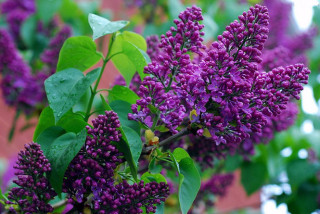 68213681.g0nuv8jtal.W665