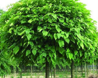 katalpi-ternopil-2020