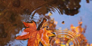 leaves-4232572_1280-770x390