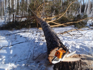 t_1_1486645627_1486640870_derevo