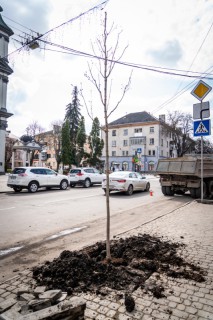 visadgennya-chervonolistih-kleniv-u-ternopoli-21_04-2